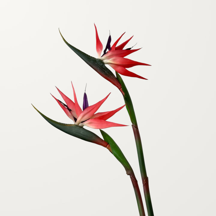 Birds of Paradise – Red – Medium (Real Touch) - view 2