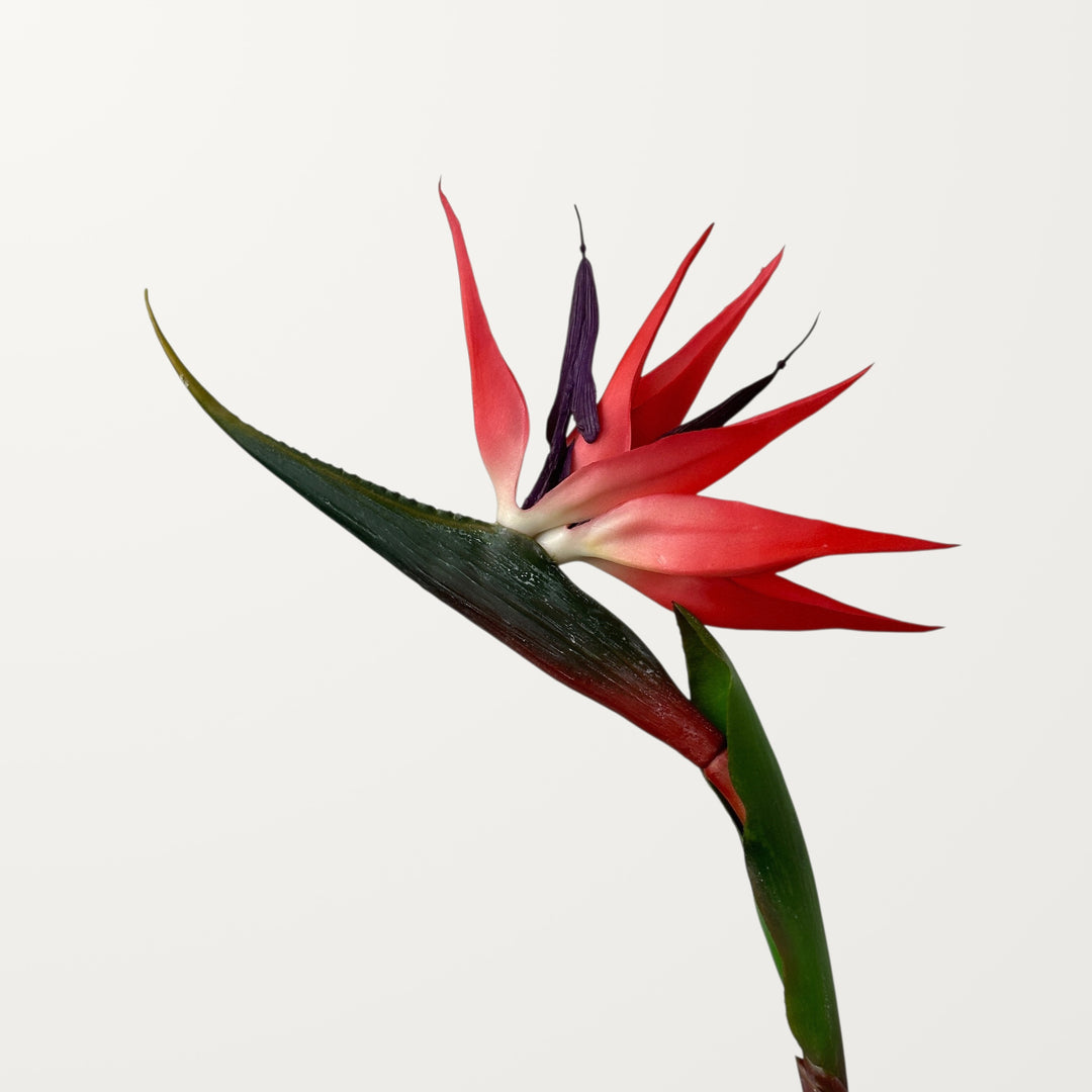 Birds of Paradise – Red – Medium (Real Touch)