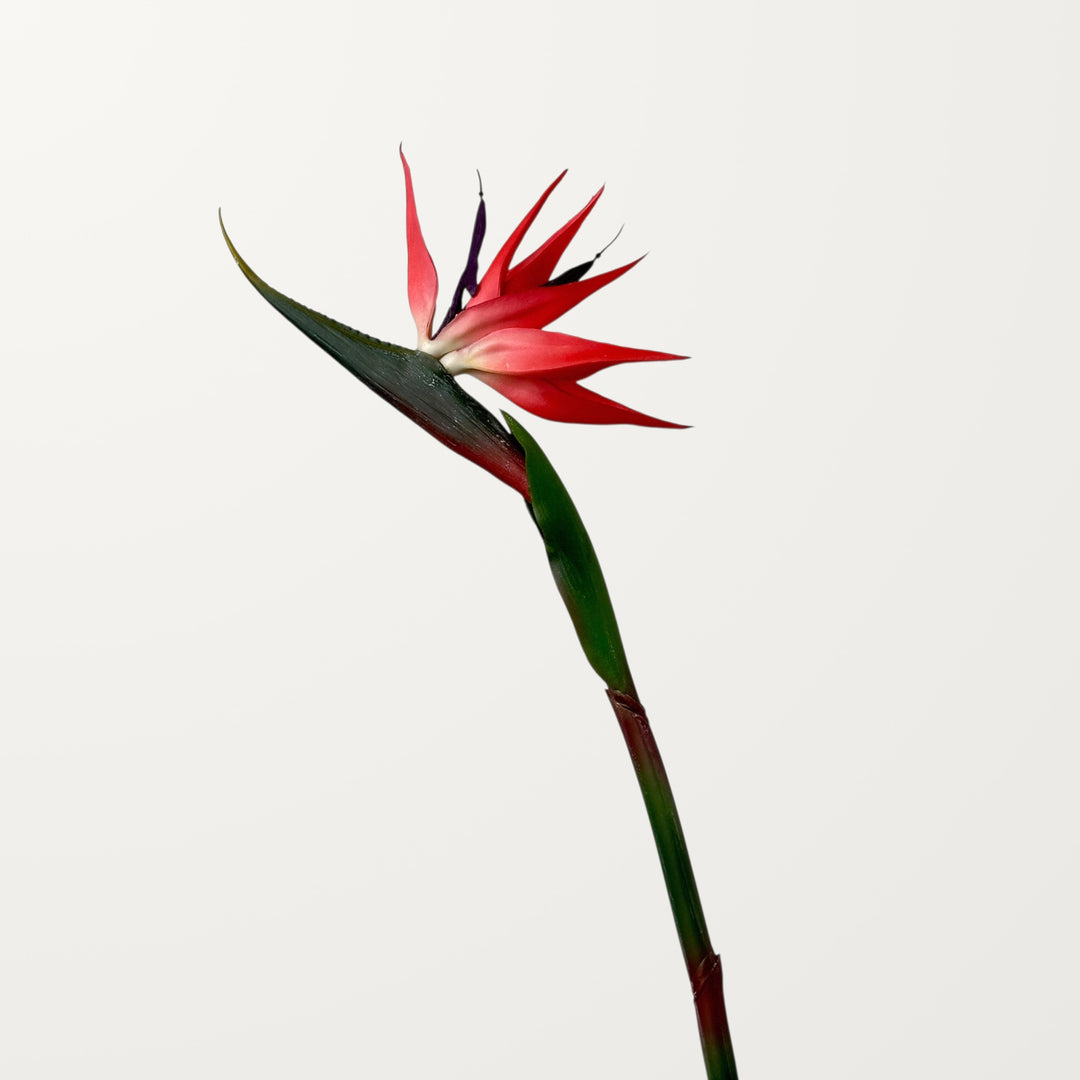 Birds of Paradise – Red – Medium (Real Touch) - view 3