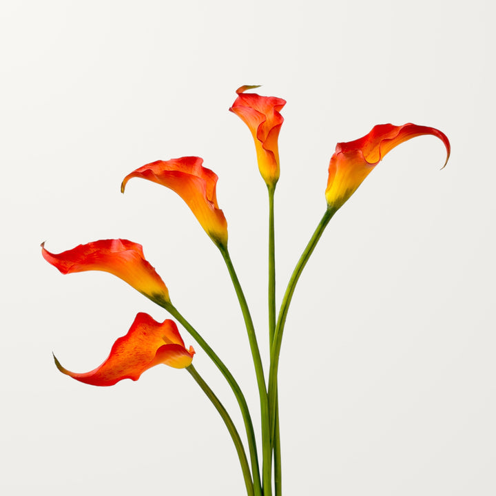 Sculpted Calla Lily – Amber Flame