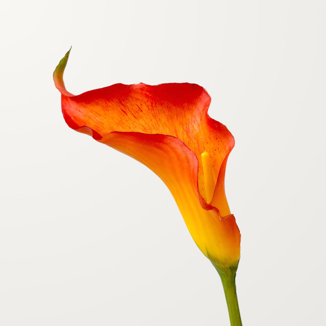 Sculpted Calla Lily – Amber Flame