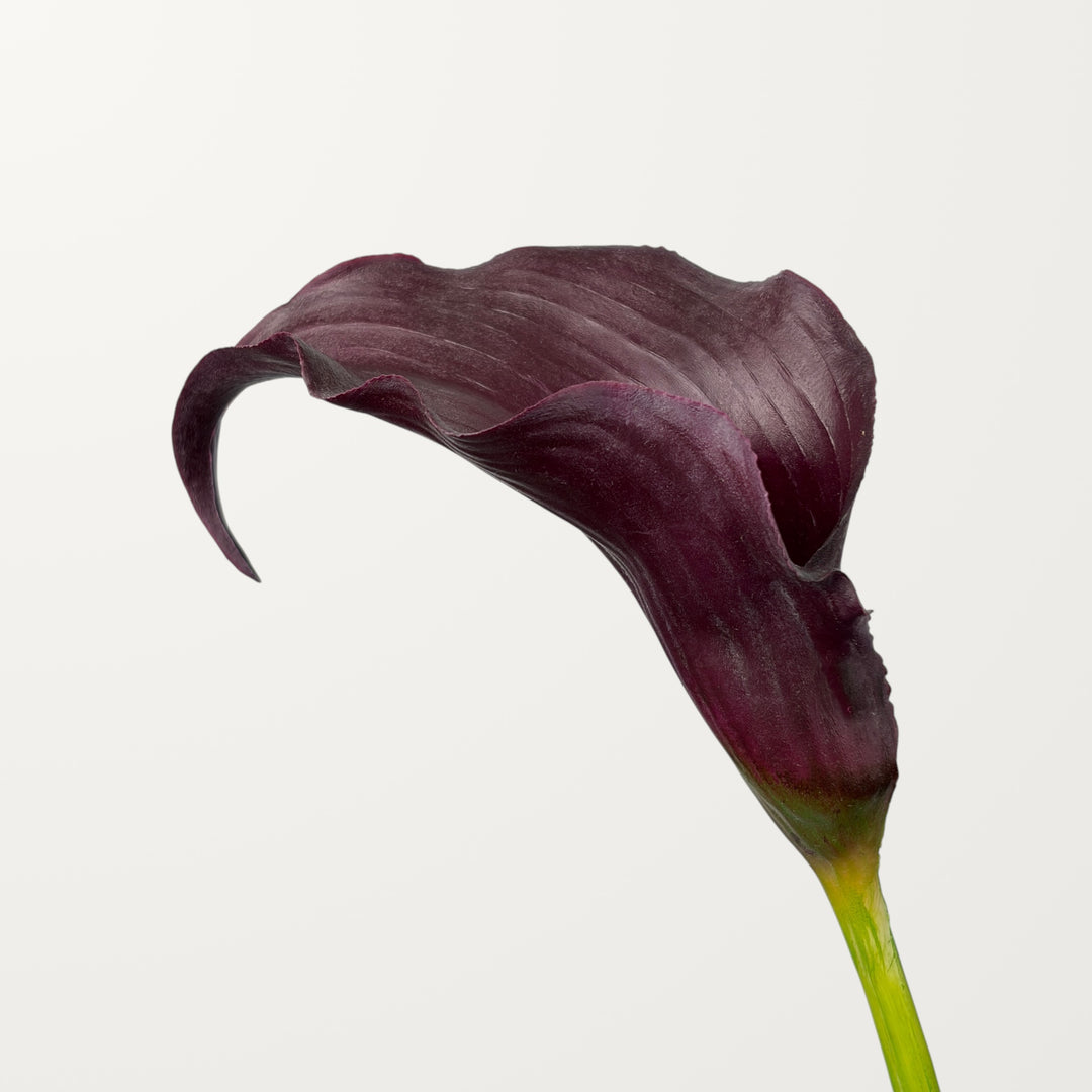 Sculpted Calla Lily – Black Cherry (Real Touch)
