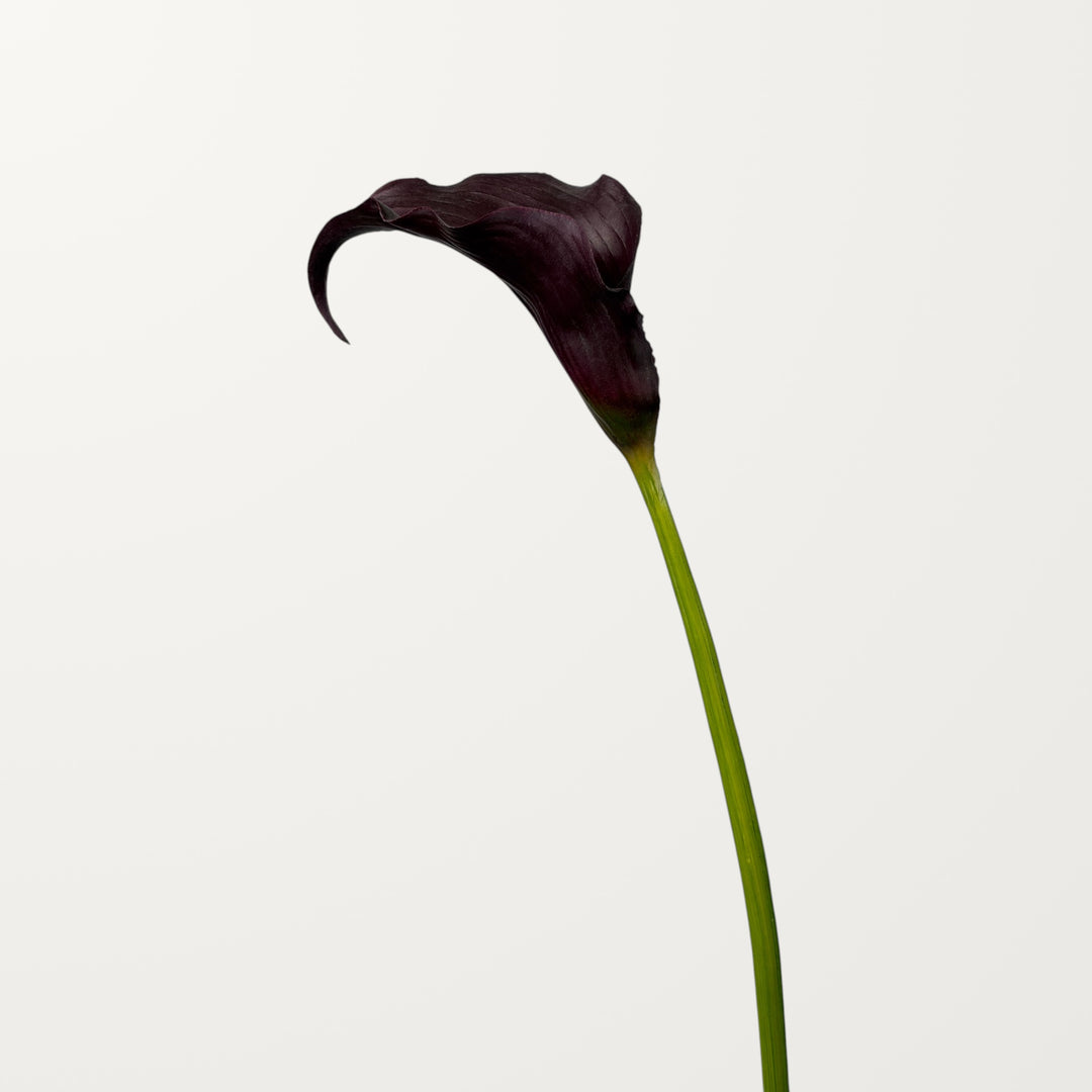 Sculpted Calla Lily – Black Cherry (Real Touch) - view 3
