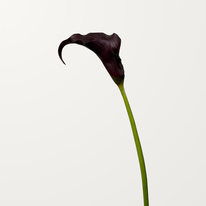 Sculpted Calla Lily – Black Cherry (Real Touch) - view 3