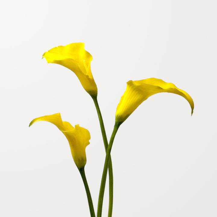 Sculpted Calla Lily – Golden Yellow