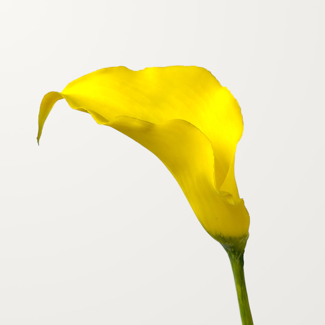 Sculpted Calla Lily – Golden Yellow