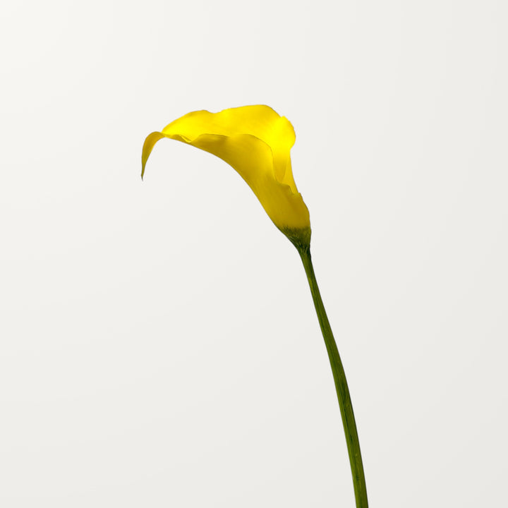Sculpted Calla Lily – Golden Yellow