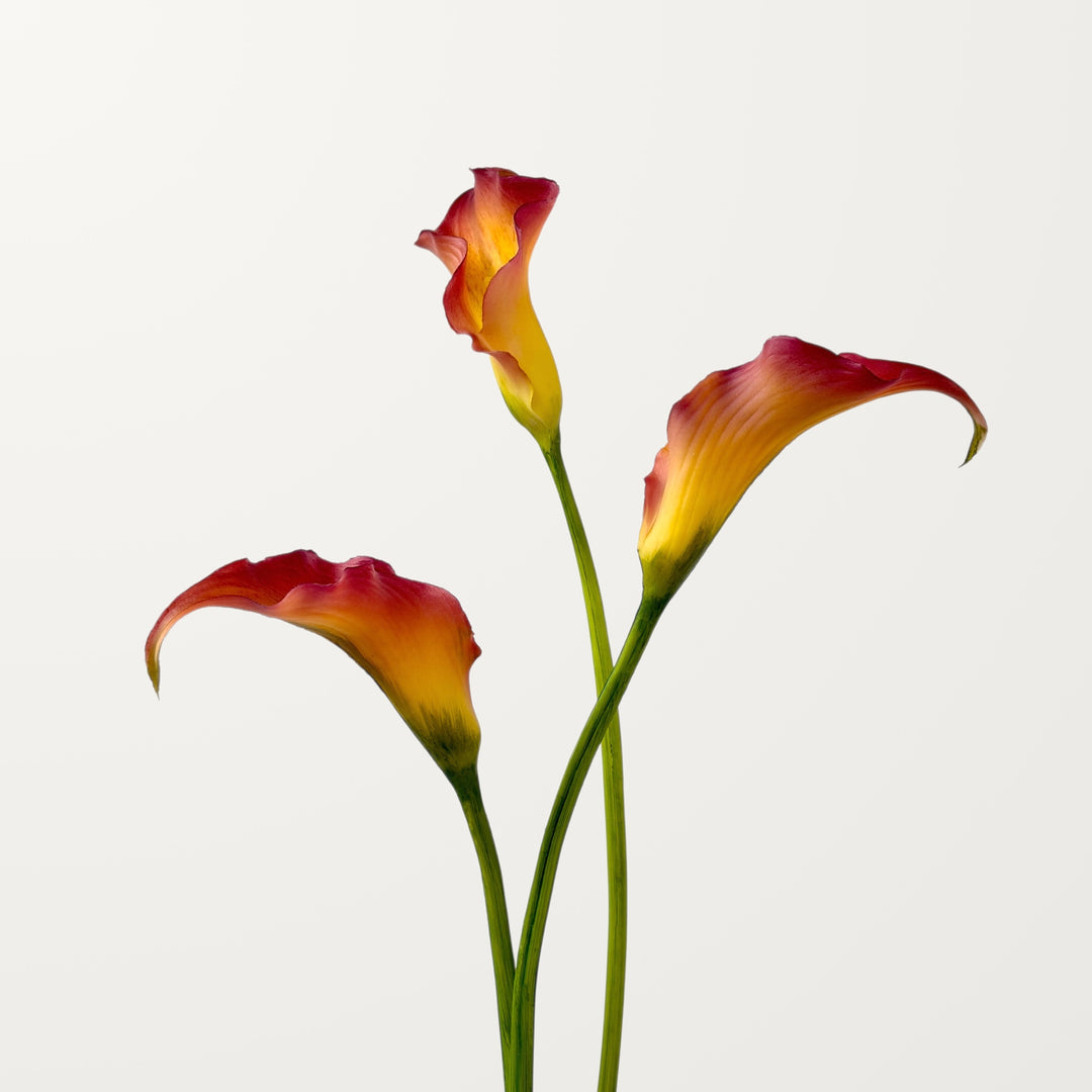 Sculpted Calla Lily – Scarlet Ember