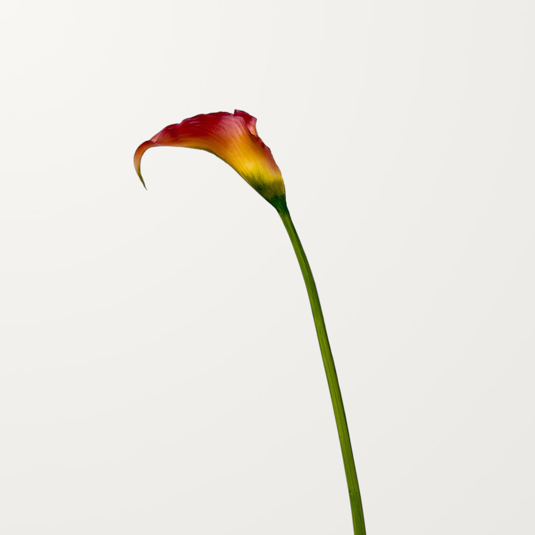 Sculpted Calla Lily – Scarlet Ember