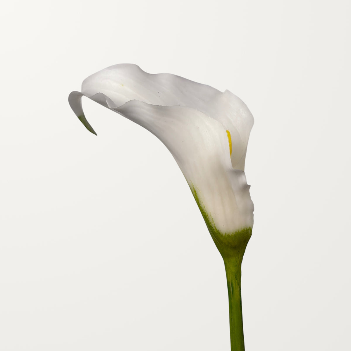 Sculpted Calla Lily – White (Real Touch)