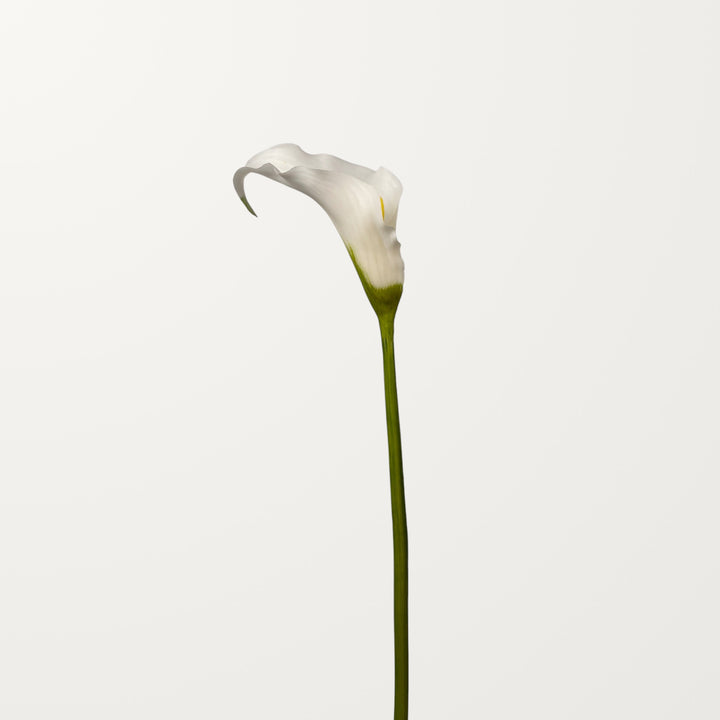 Sculpted Calla Lily – White (Real Touch) - view 3
