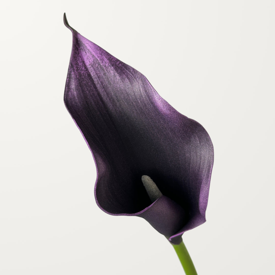 Calla Lily – Black Purple – Large