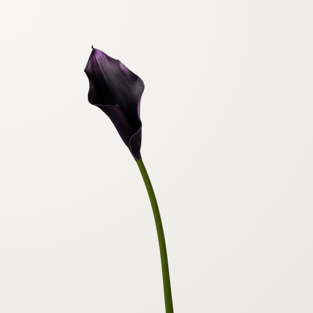 Calla Lily – Black Purple – Large - view 3