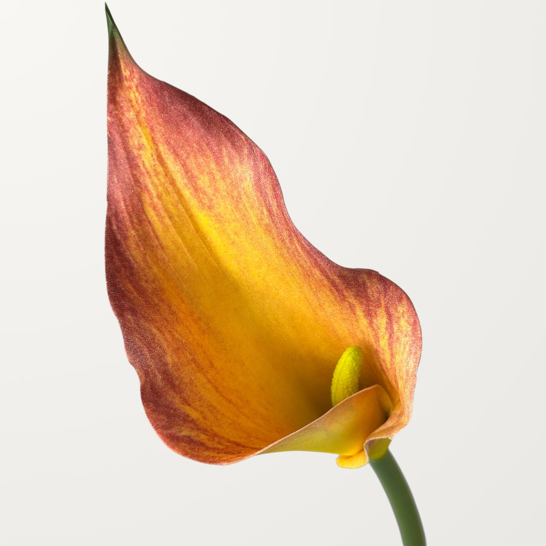 Calla Lily – Orange – Large