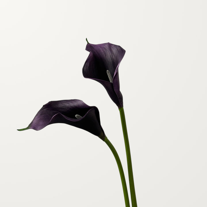 Calla Lily – Black Purple – Small - view 2