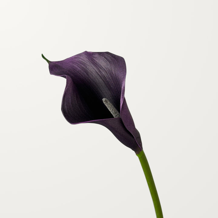 Calla Lily – Black Purple – Small