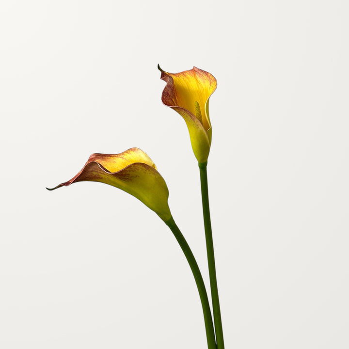 Calla Lily – Orange – Small - view 2