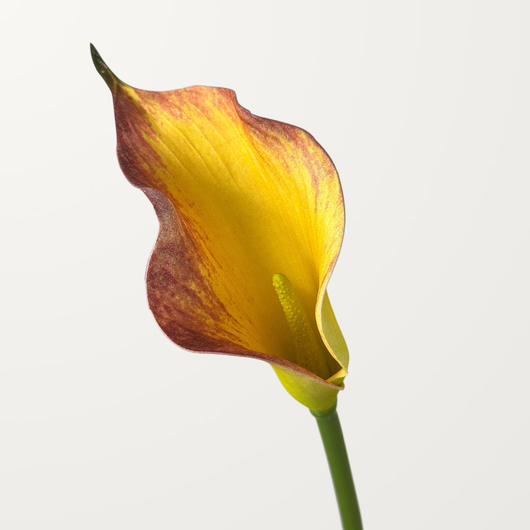 Calla Lily – Orange – Small