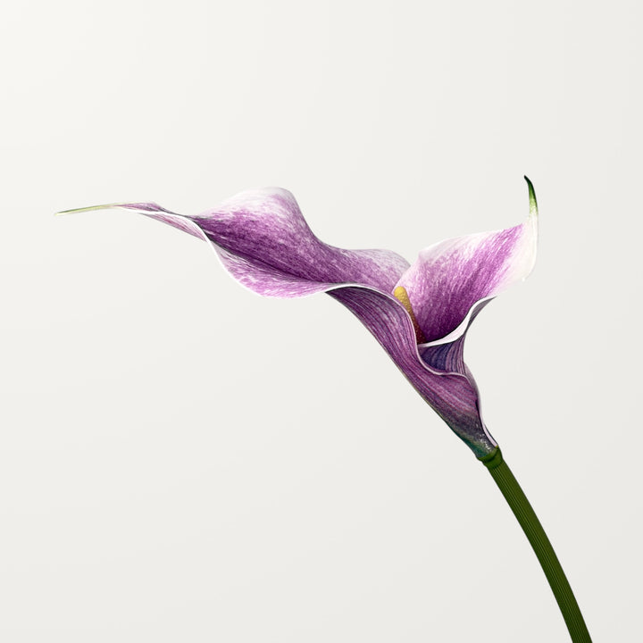 Twin Bloom Calla Lily – Purple Pink
