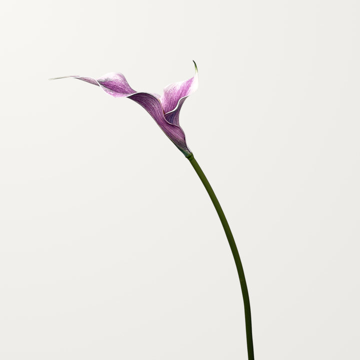 Twin Bloom Calla Lily – Purple Pink - view 3