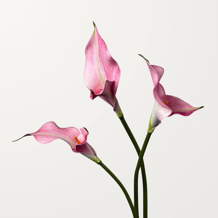 Twin Bloom Calla Lily – Soft Pink - view 2