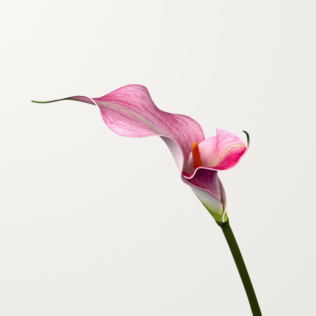 Twin Bloom Calla Lily – Soft Pink