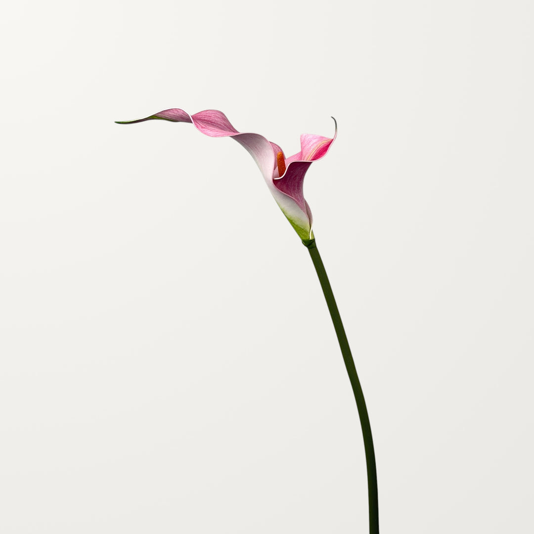 Twin Bloom Calla Lily – Soft Pink - view 3