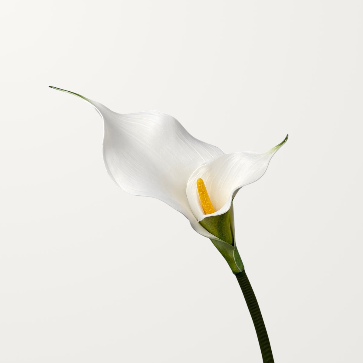 Twin Bloom Calla Lily – White