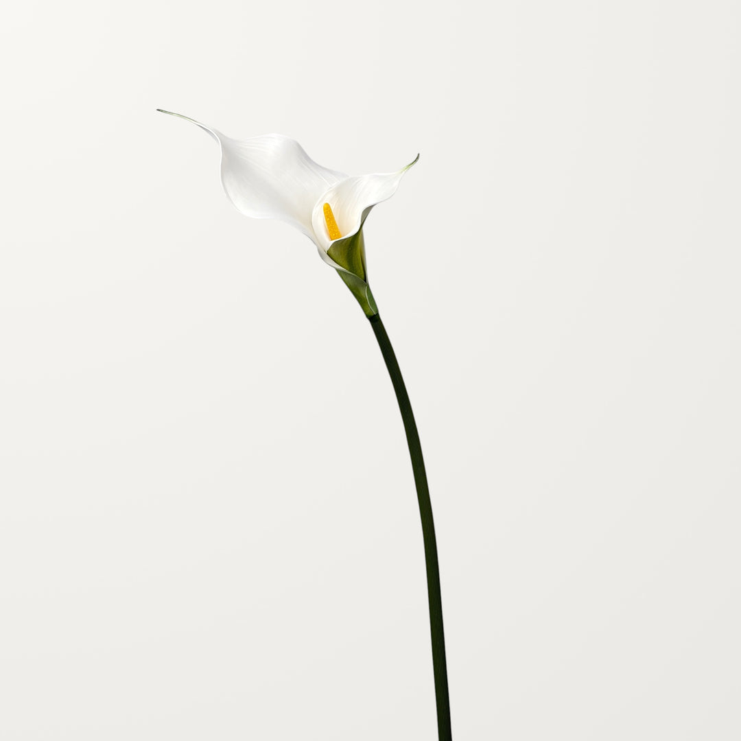 Twin Bloom Calla Lily – White - view 3