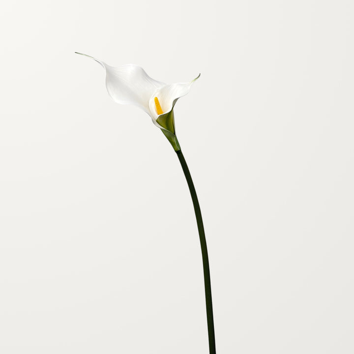 Twin Bloom Calla Lily – White - view 3