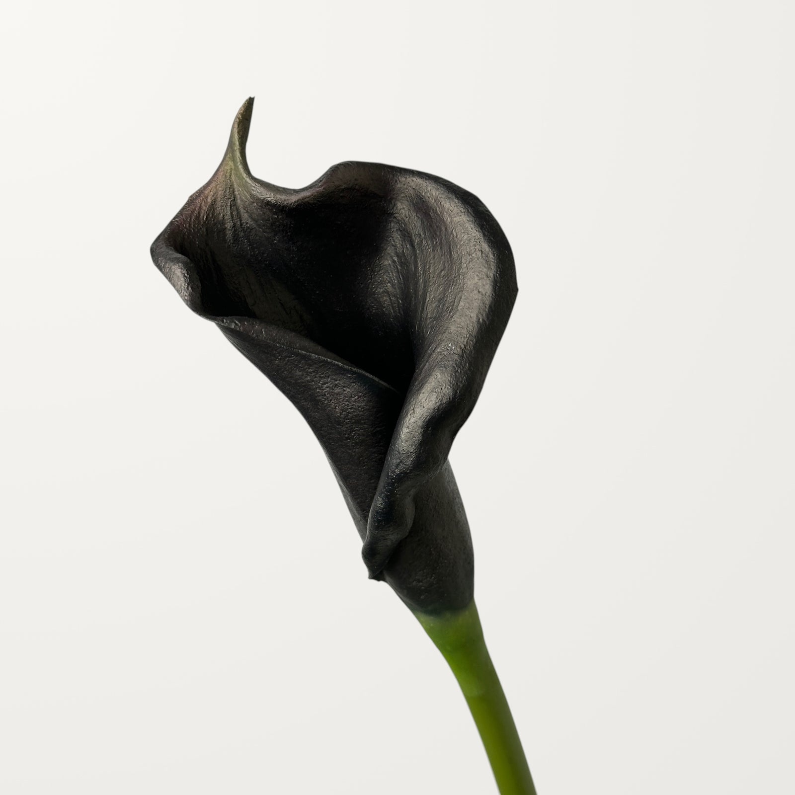 Calla Lily – Black (Real Touch)