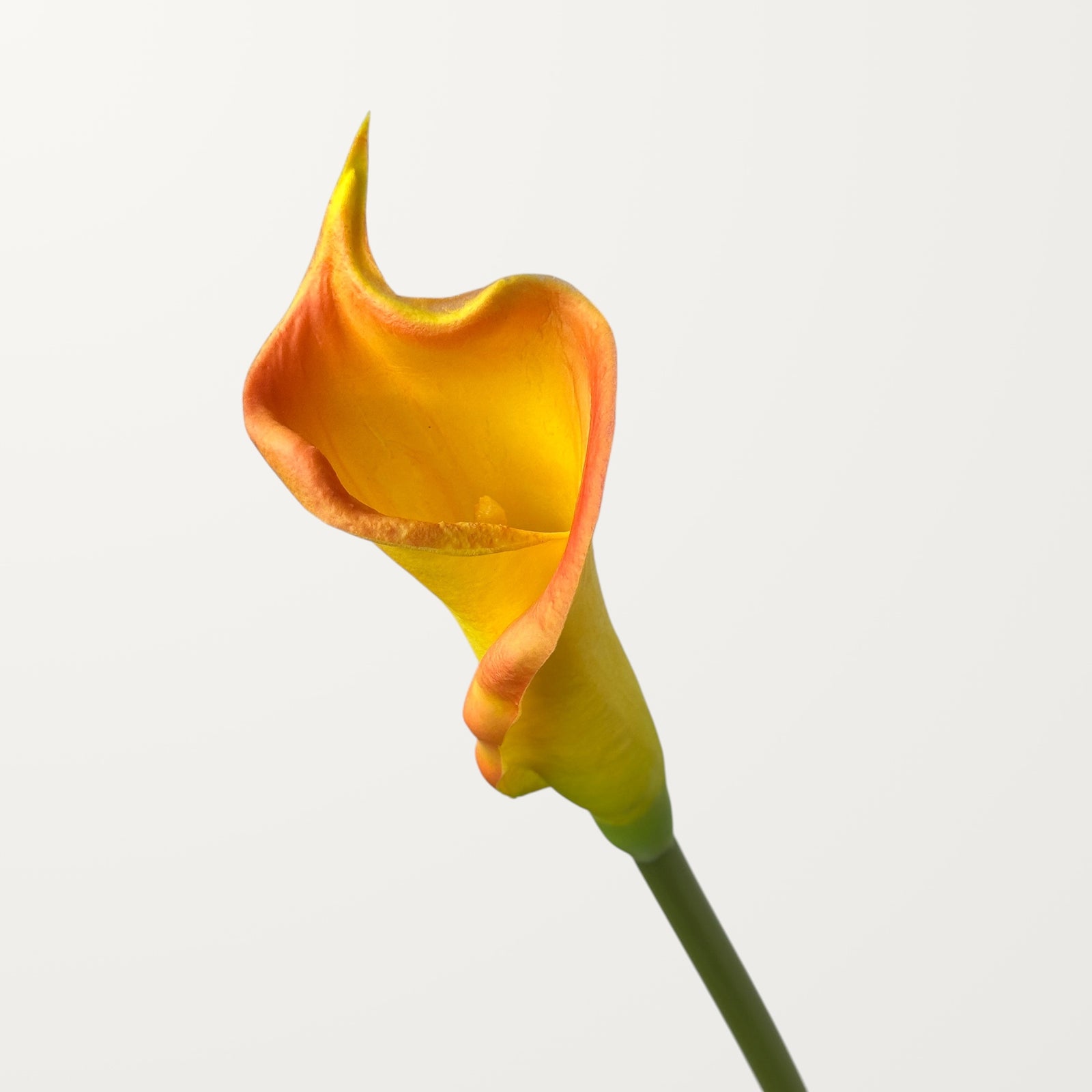 Calla Lily – Orange (Real Touch)