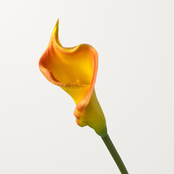 Calla Lily – Orange (Real Touch)