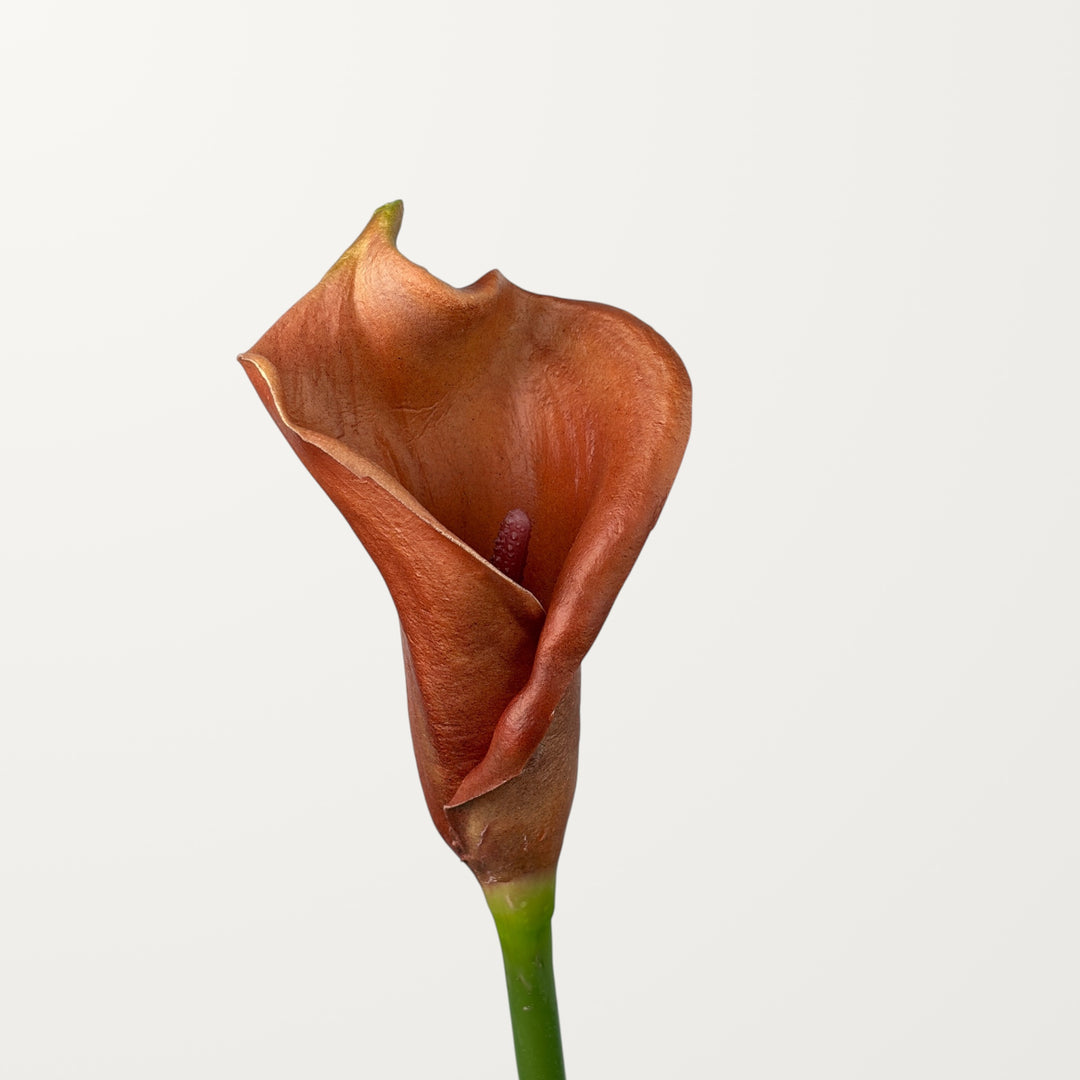 Calla Lily – Terracotta (Real Touch)