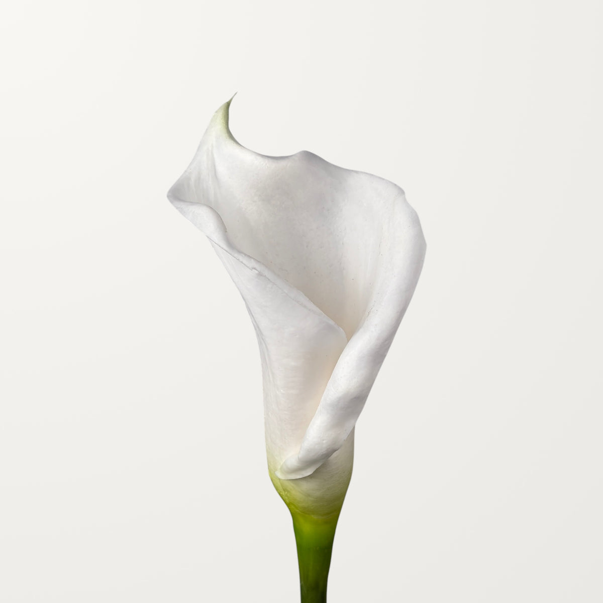 Calla Lily – White (Real Touch)