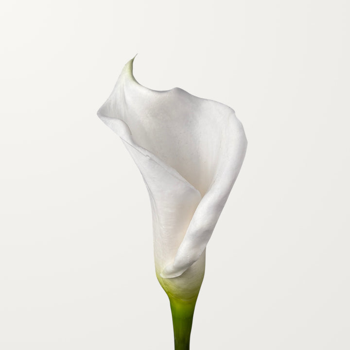 Calla Lily – White (Real Touch)