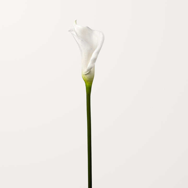 Calla Lily – White (Real Touch) - view 3