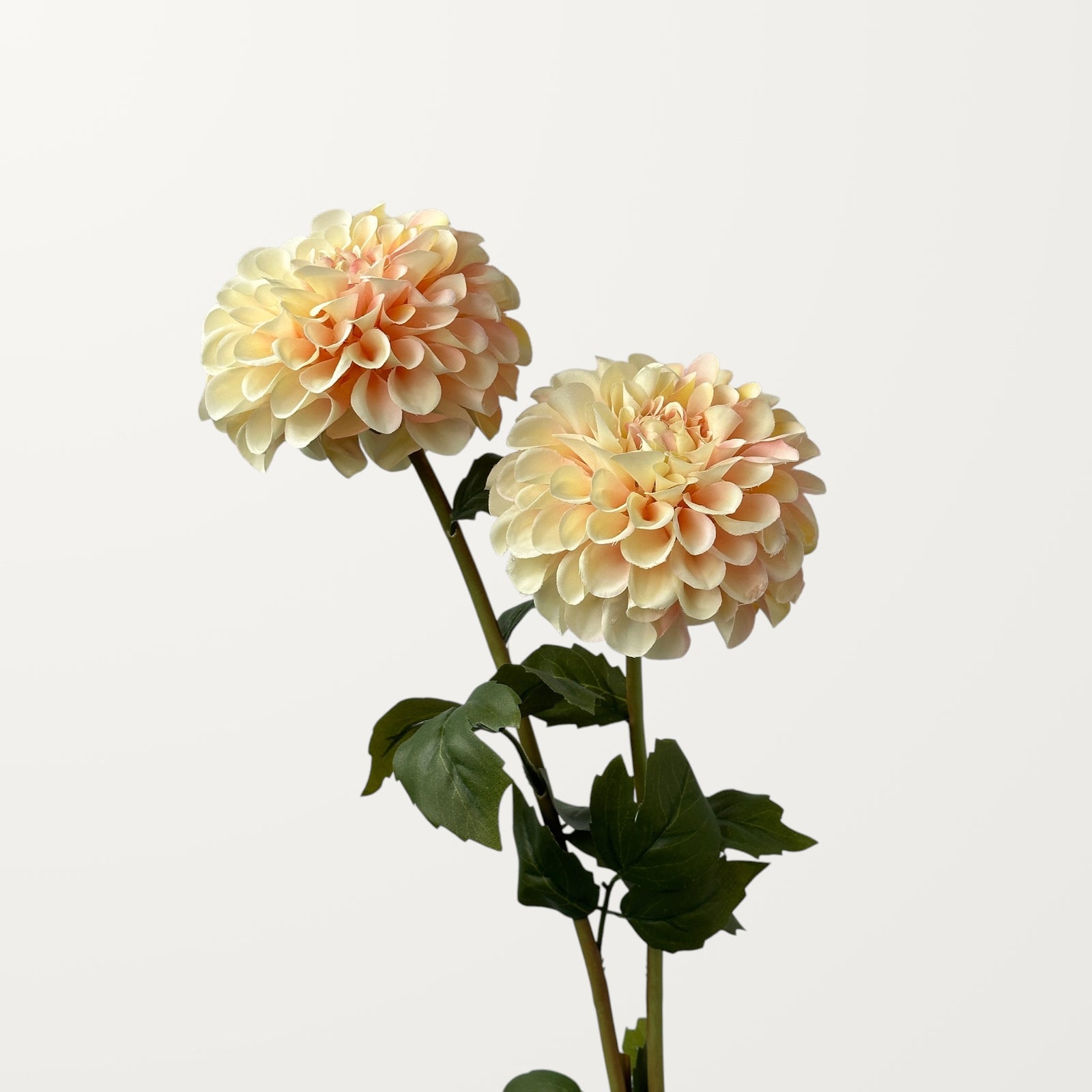 Dahlia – Champagne - view 2