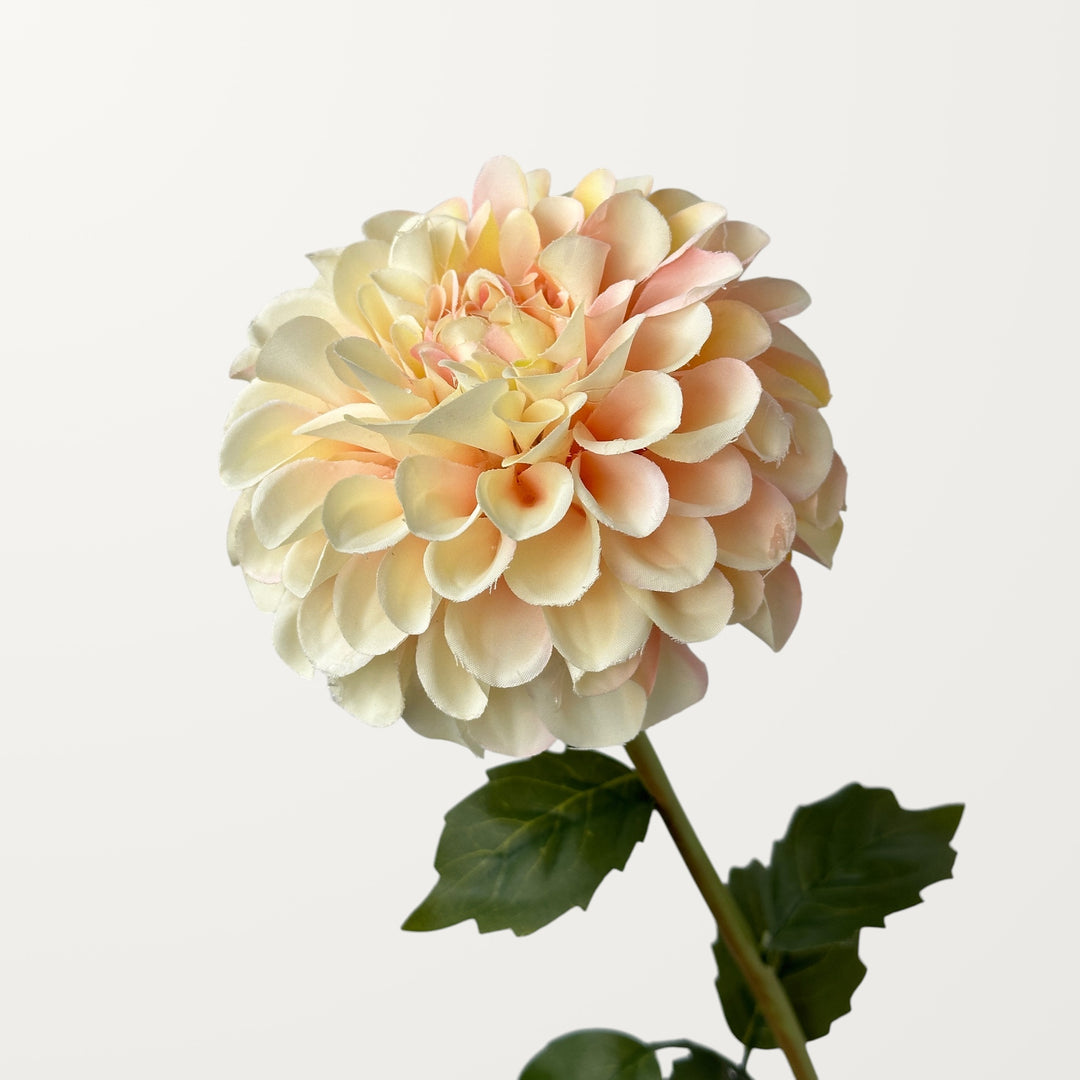 Dahlia – Champagne