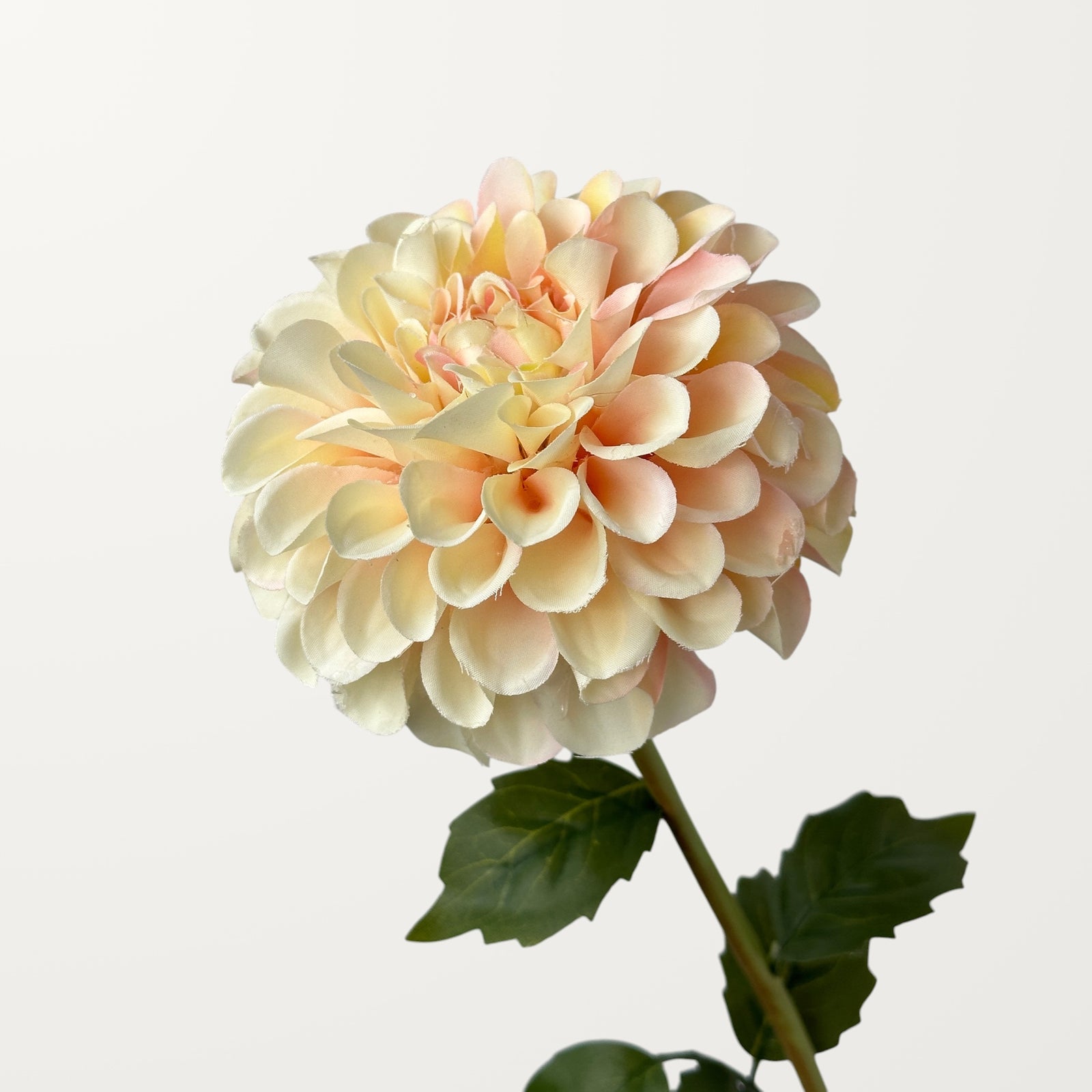 Dahlia – Champagne