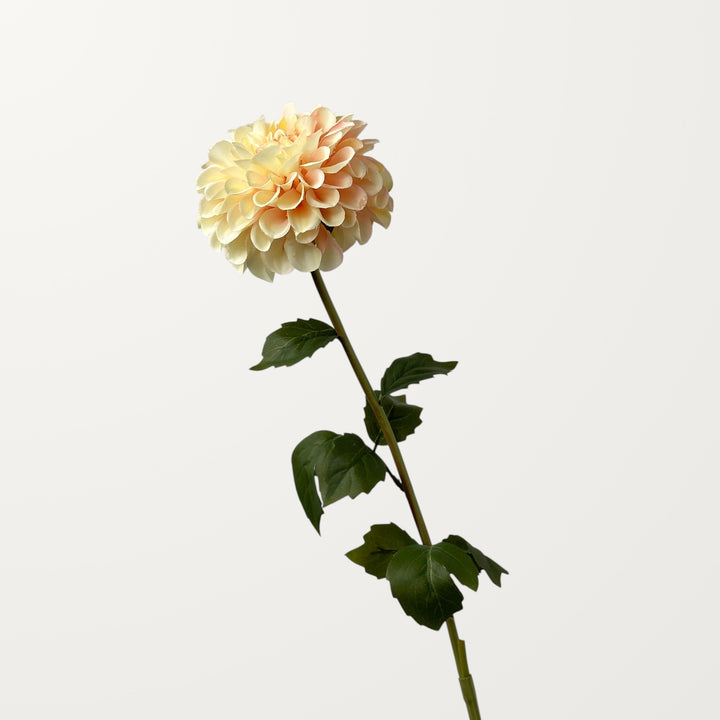 Dahlia – Champagne - view 3