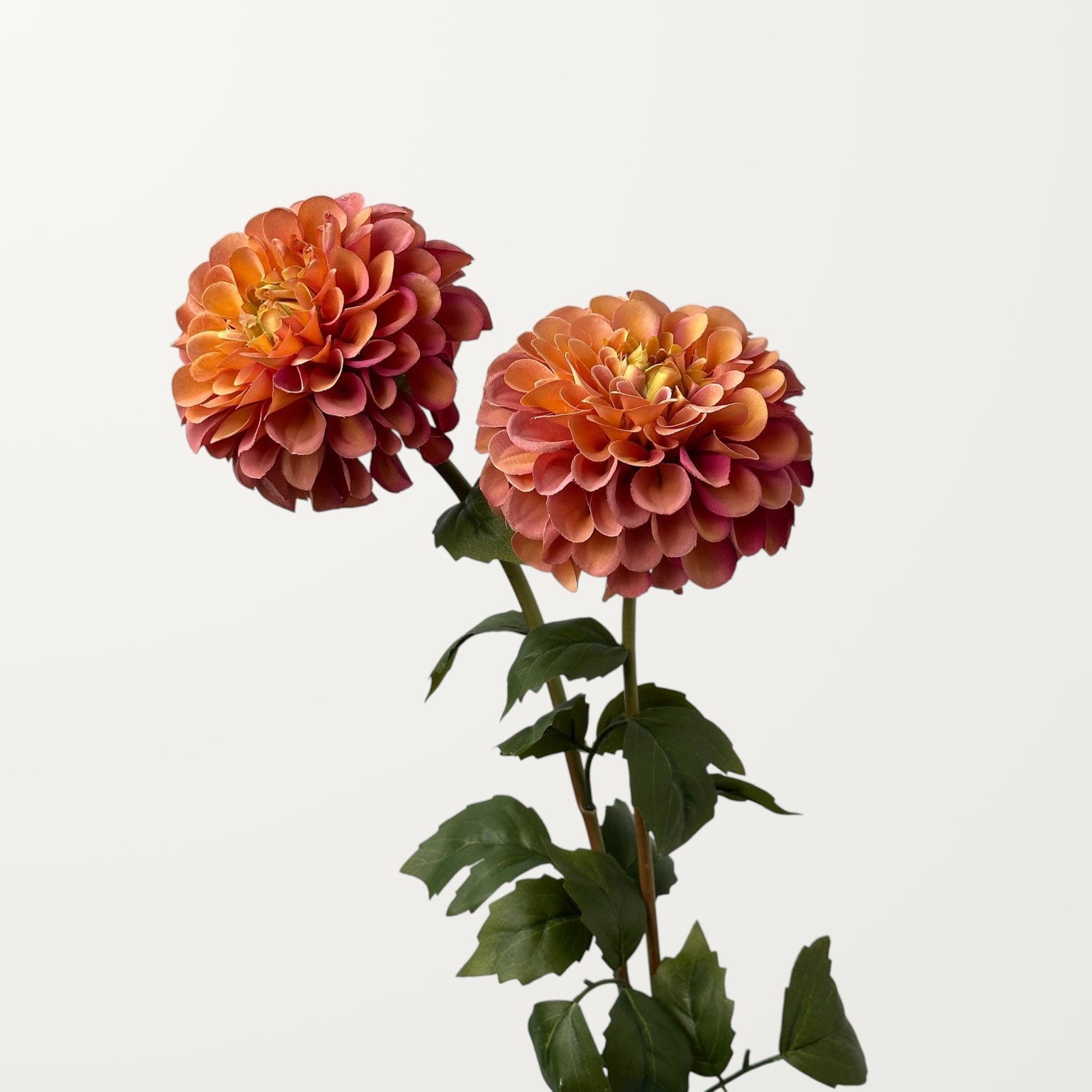 Dahlia – Coral - view 2