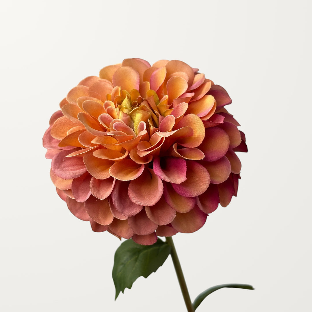 Dahlia – Coral