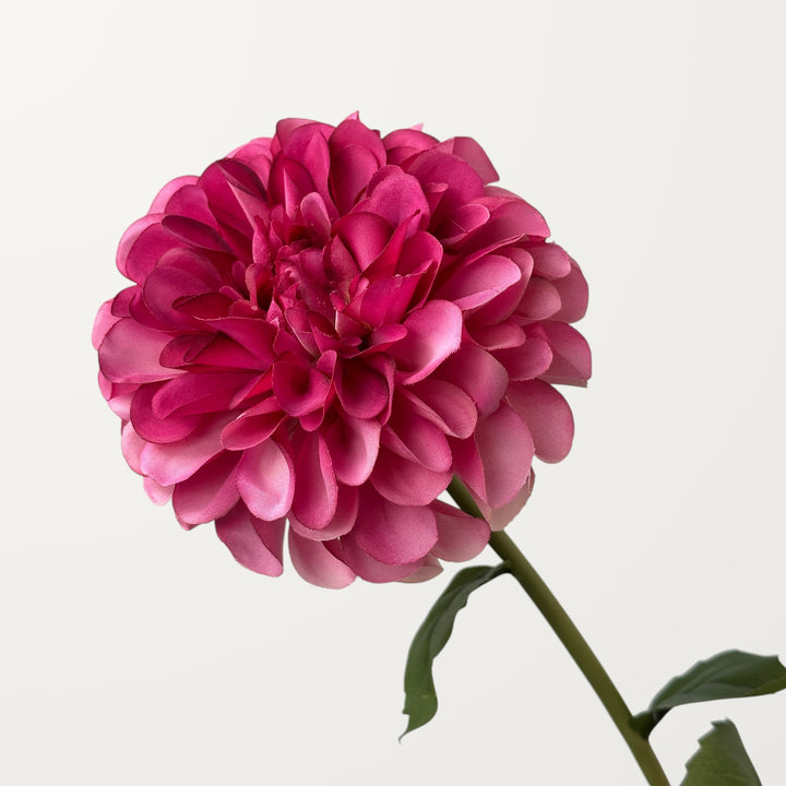Dahlia – Hot Pink