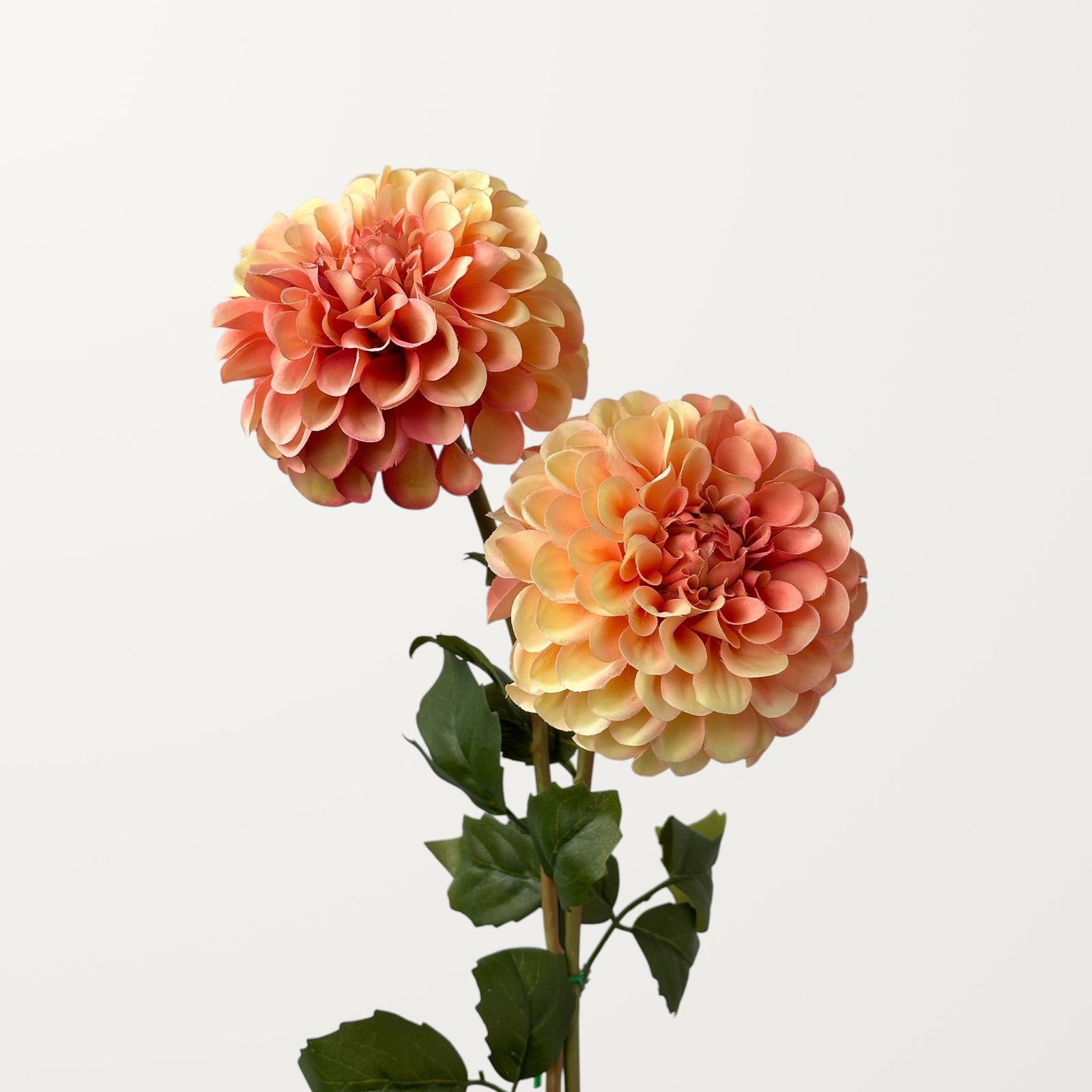 Dahlia – Peach Orange - view 2