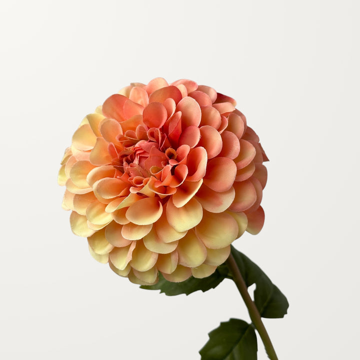 Dahlia – Peach Orange