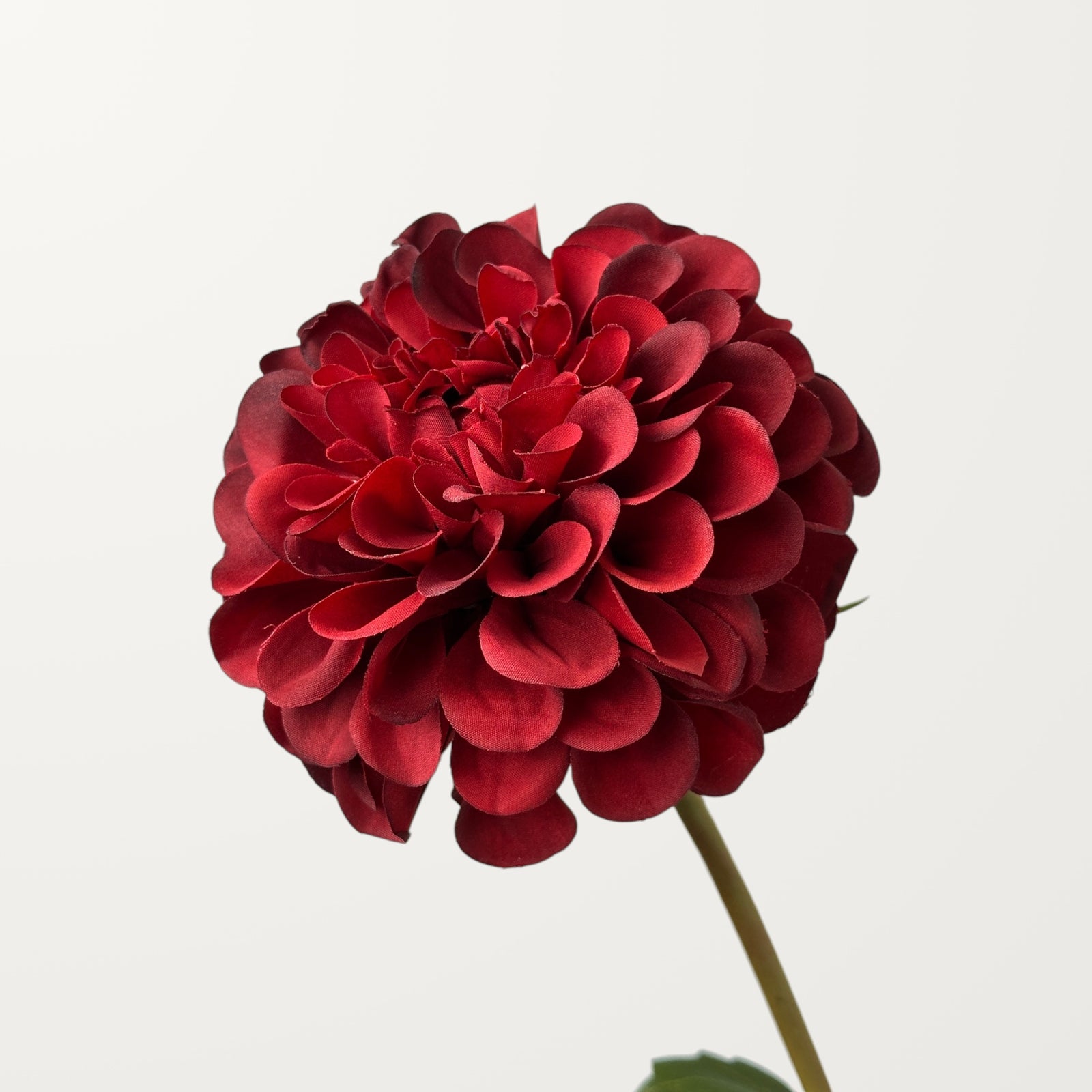 Dahlia – Red