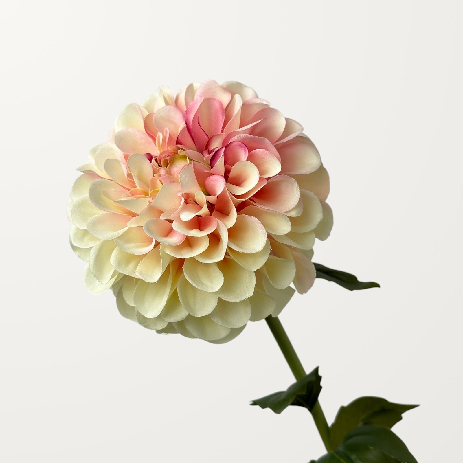 Dahlia – Soft Pink