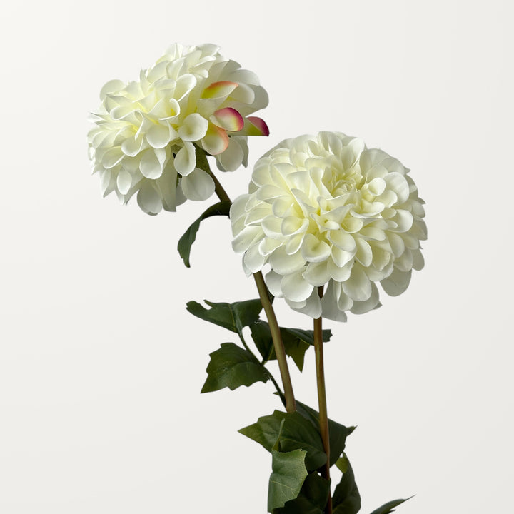 Dahlia – White - view 2