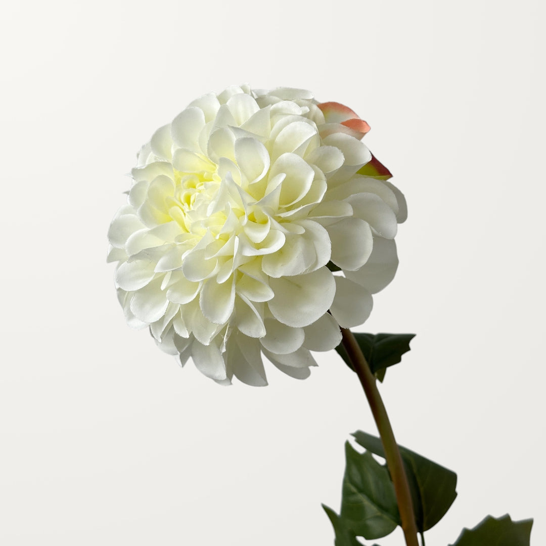Dahlia – White